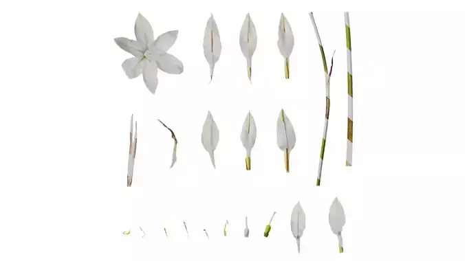 Anydrafts Ipheion uniflorum alberto castillo Atlas 02 Texture
