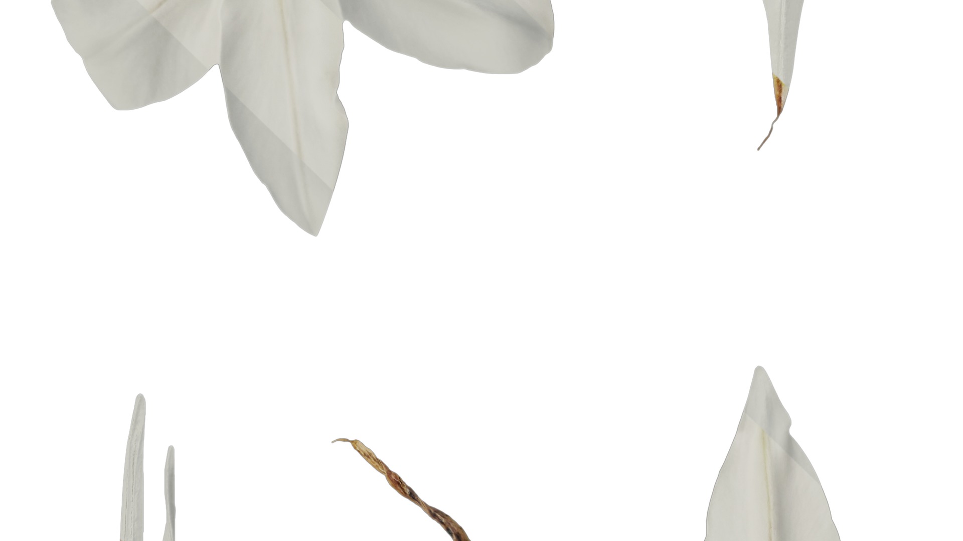 Anydrafts Ipheion uniflorum alberto castillo Atlas 02 Texture_3