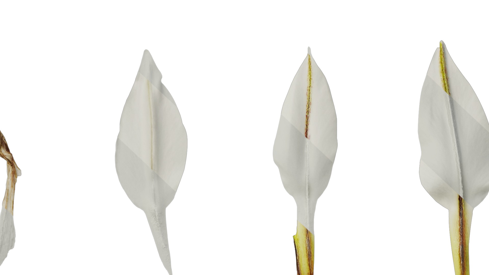 Anydrafts Ipheion uniflorum alberto castillo Atlas 02 Texture_7