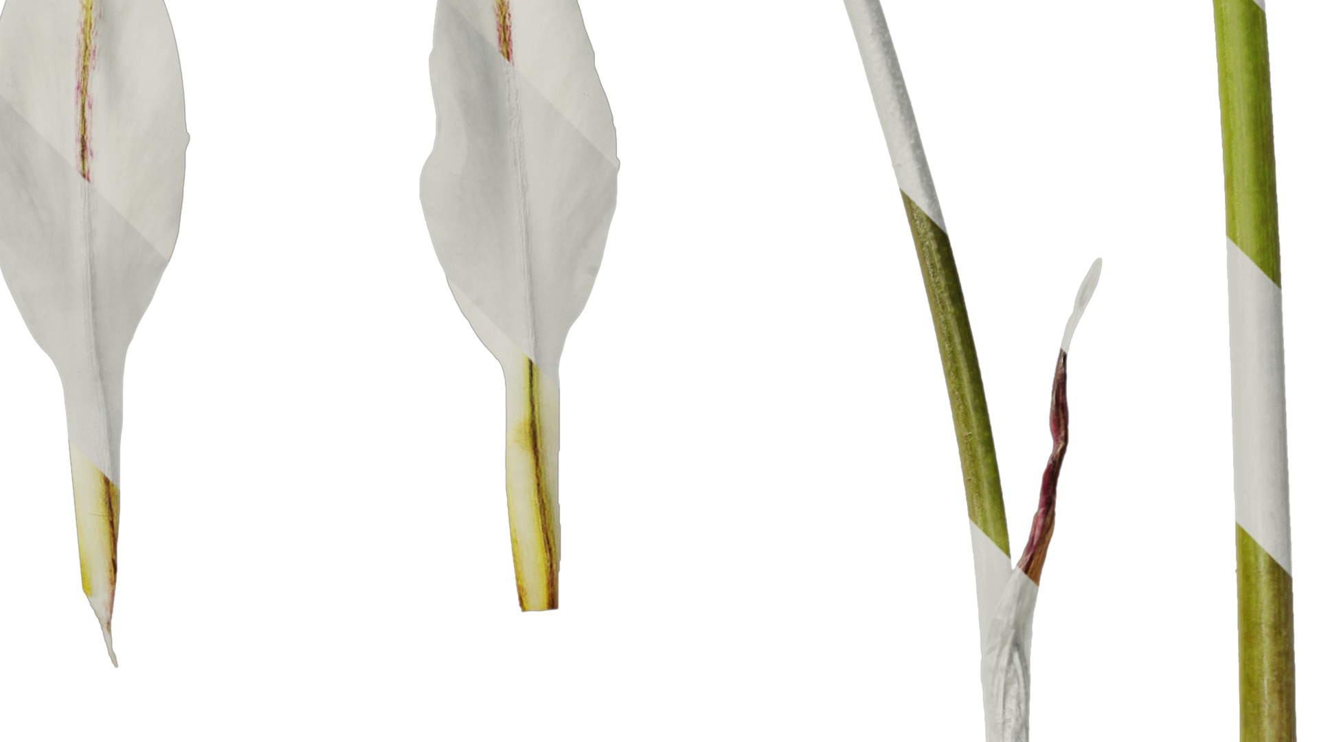 Anydrafts Ipheion uniflorum alberto castillo Atlas 02 Texture_2