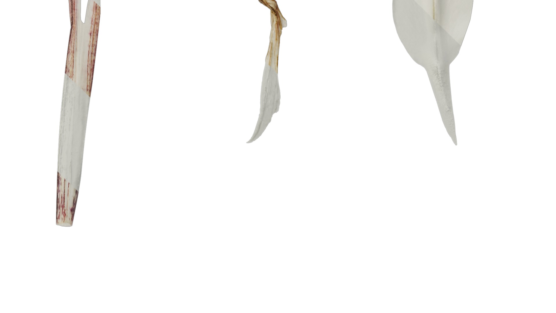 Anydrafts Ipheion uniflorum alberto castillo Atlas 02 Texture_5