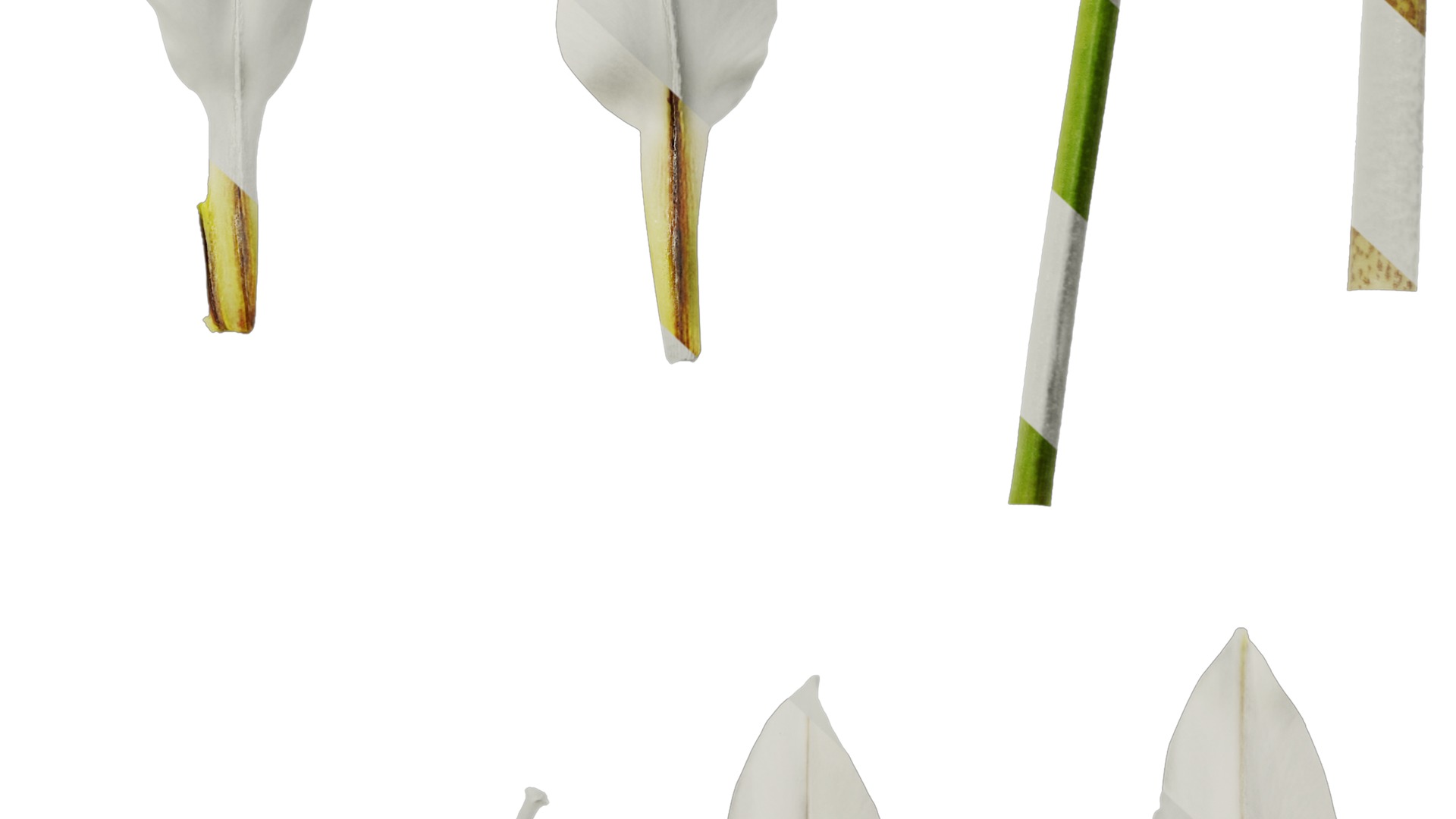 Anydrafts Ipheion uniflorum alberto castillo Atlas 02 Texture_6