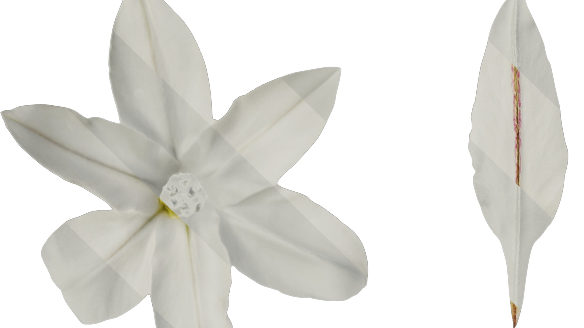 Anydrafts Ipheion uniflorum alberto castillo Atlas 02 Texture_1