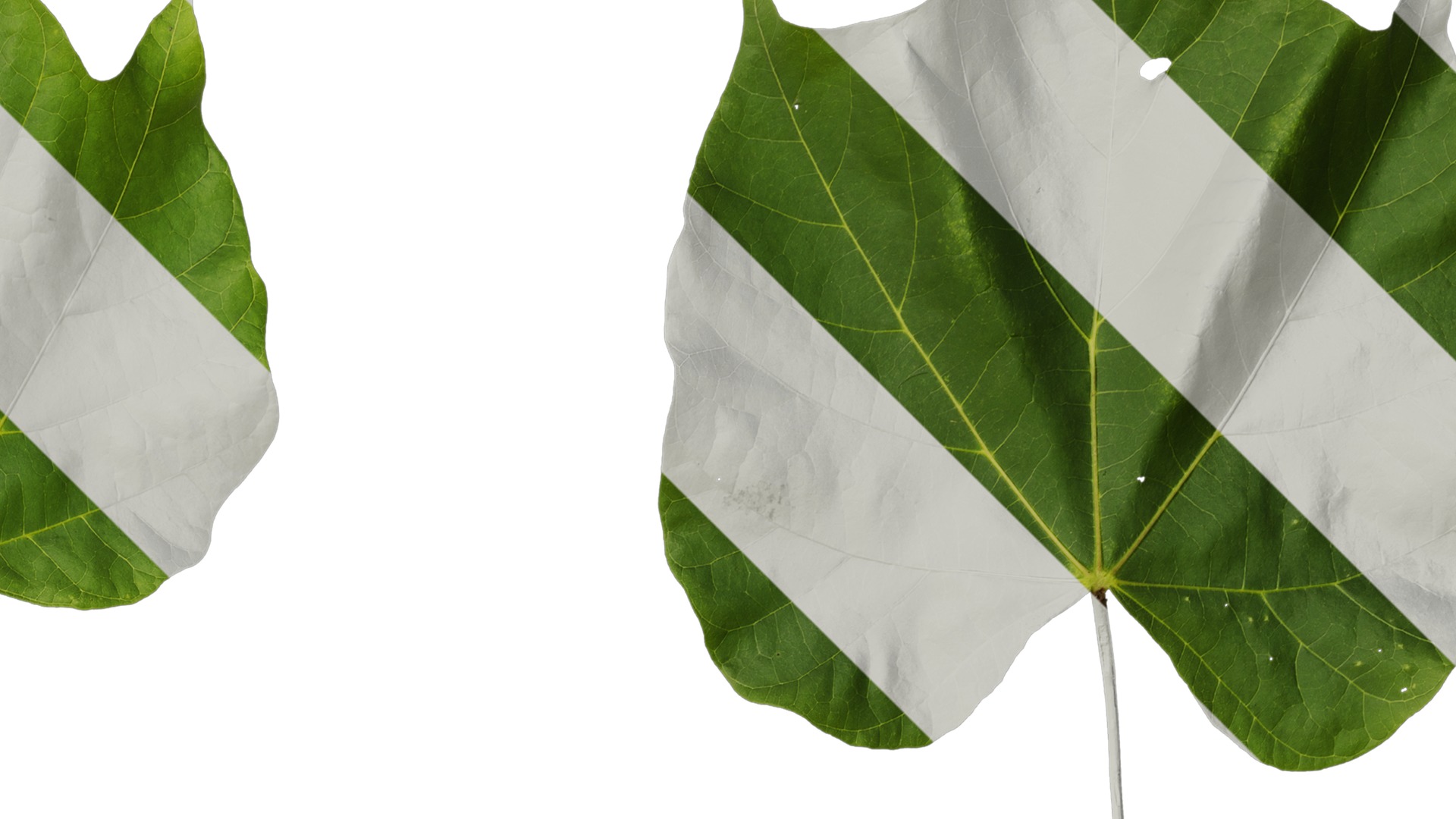 Anydrafts Firmiana simplex Leaf 06 Texture_2