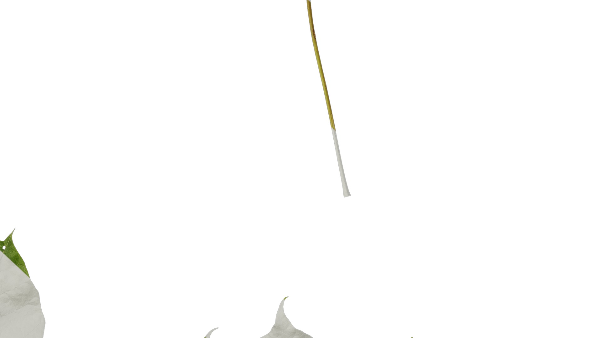 Anydrafts Firmiana simplex Leaf 06 Texture_7