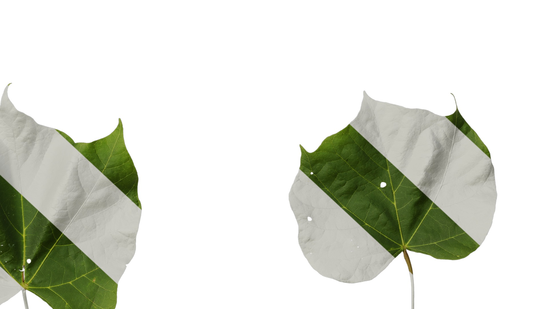 Anydrafts Firmiana simplex Leaf 06 Texture_6