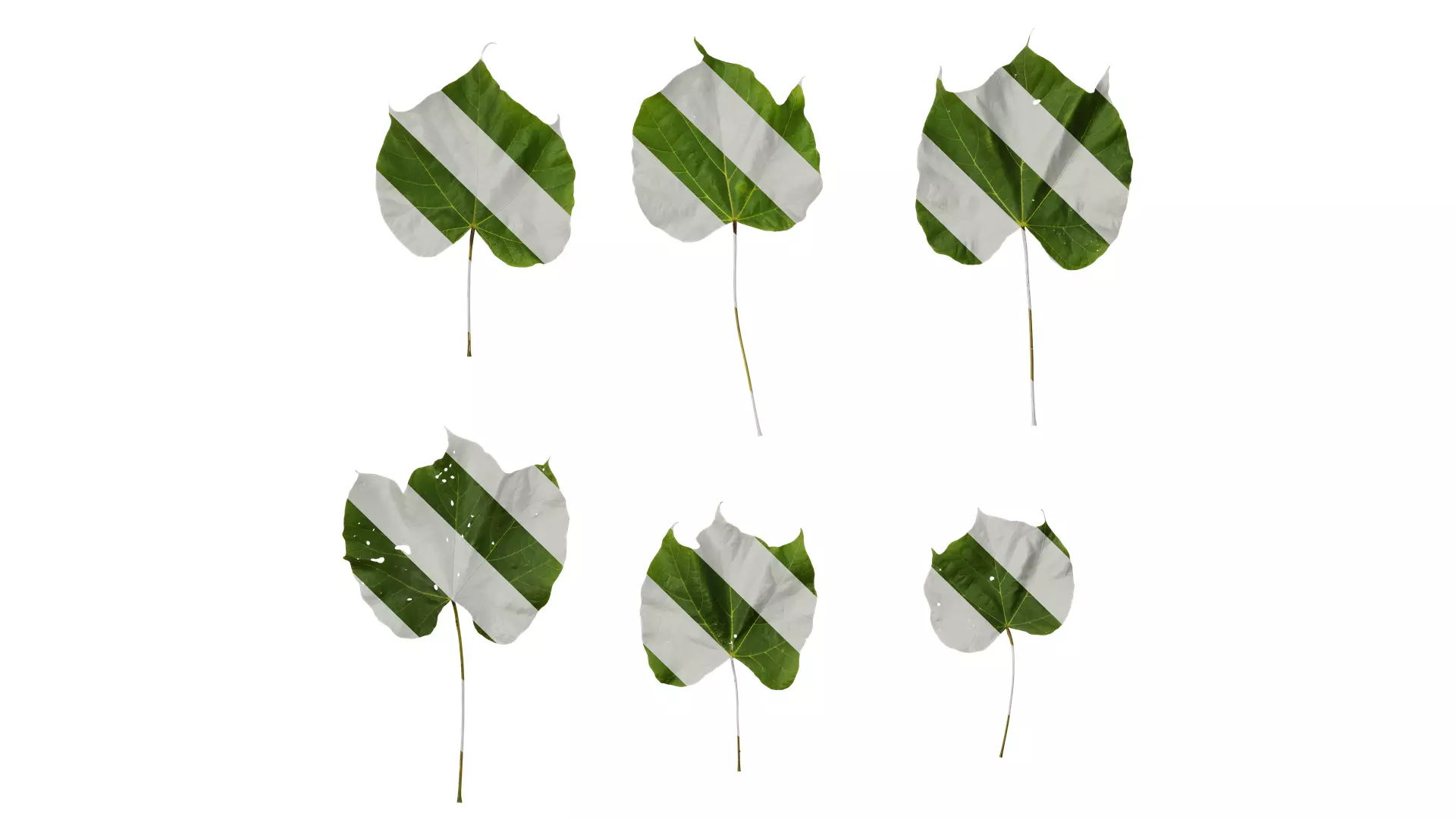 Anydrafts Firmiana simplex Leaf 06 Texture_0