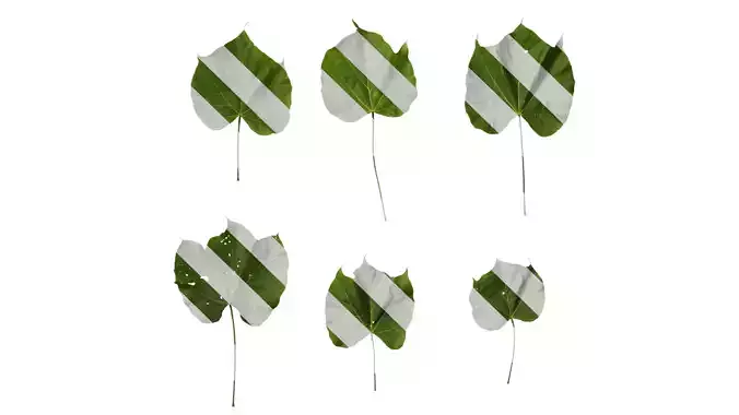 Anydrafts Firmiana simplex Leaf 06