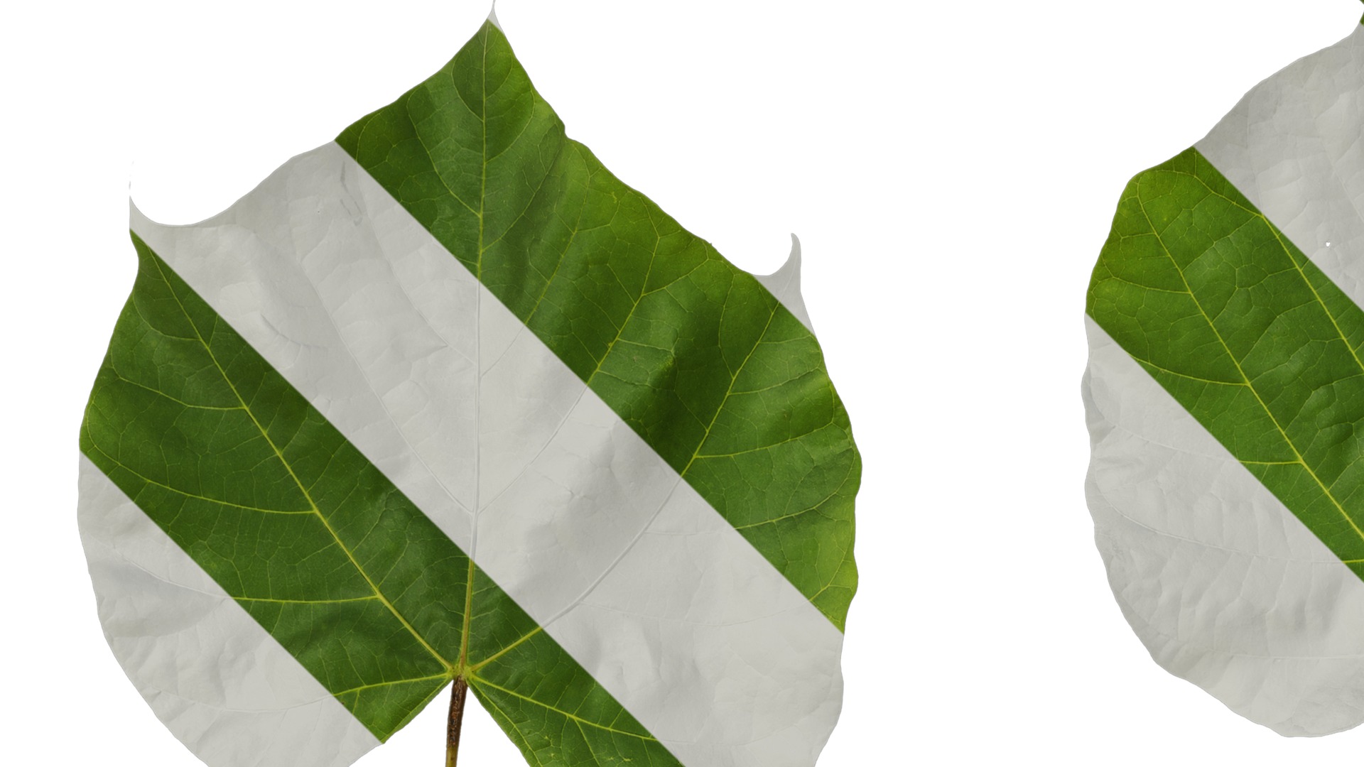 Anydrafts Firmiana simplex Leaf 06 Texture_1