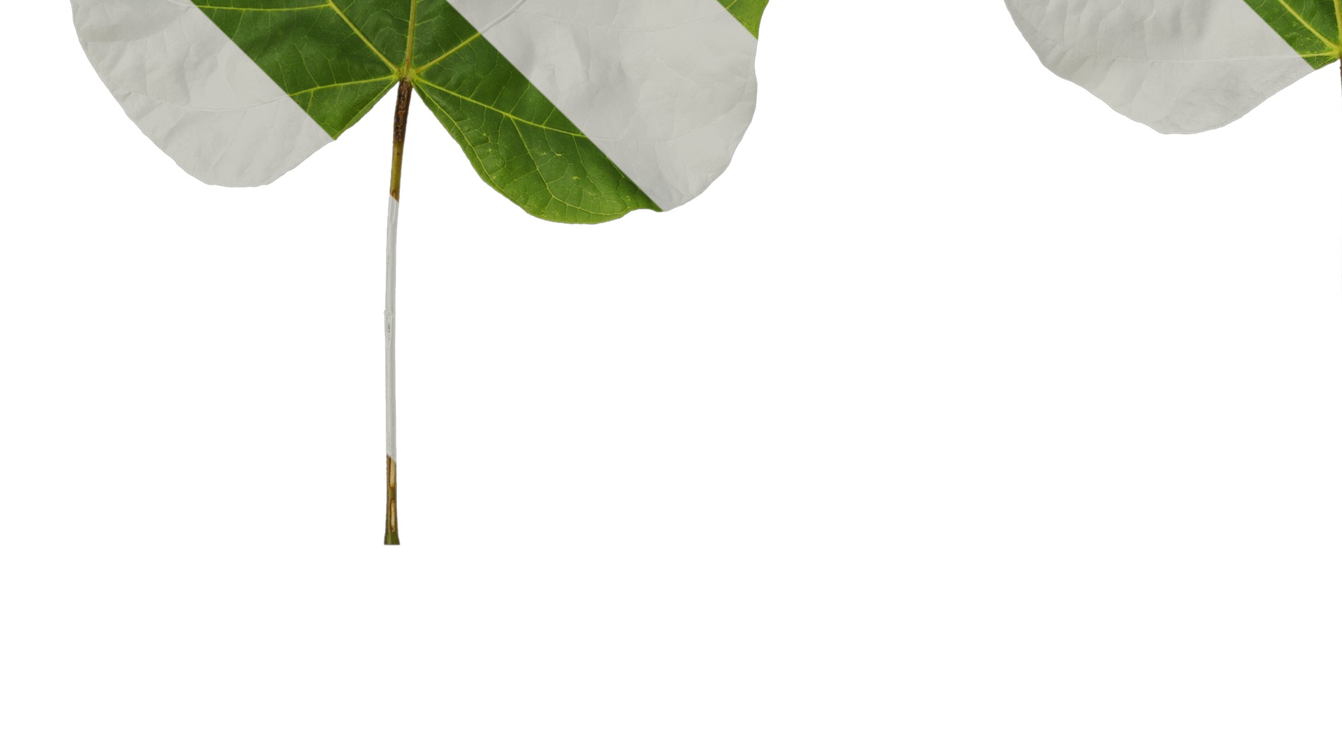 Anydrafts Firmiana simplex Leaf 06 Texture_3