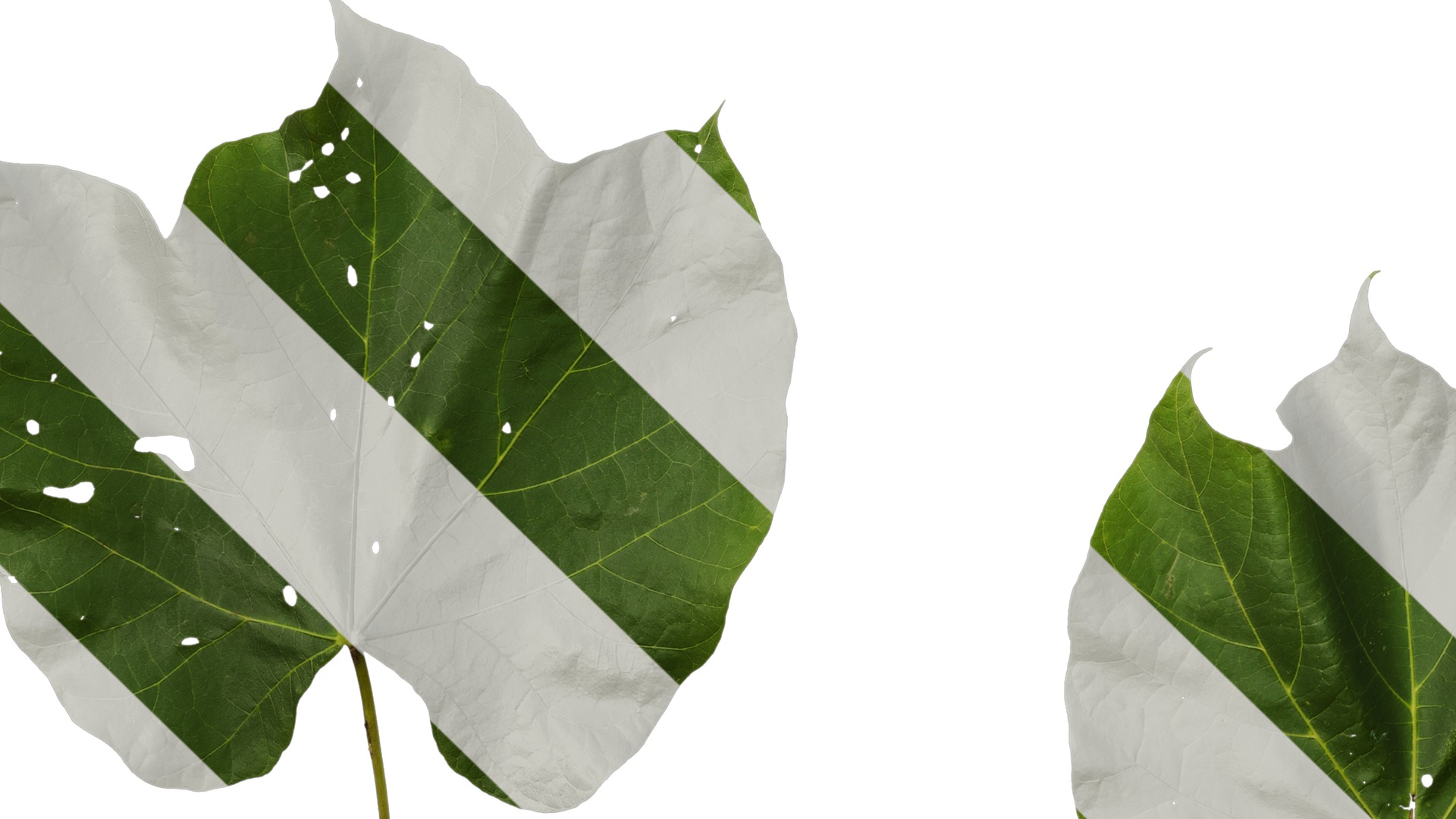 Anydrafts Firmiana simplex Leaf 06 Texture_5