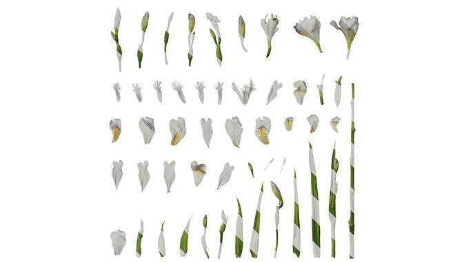 Anydrafts Iris confusa Atlas 01 Texture