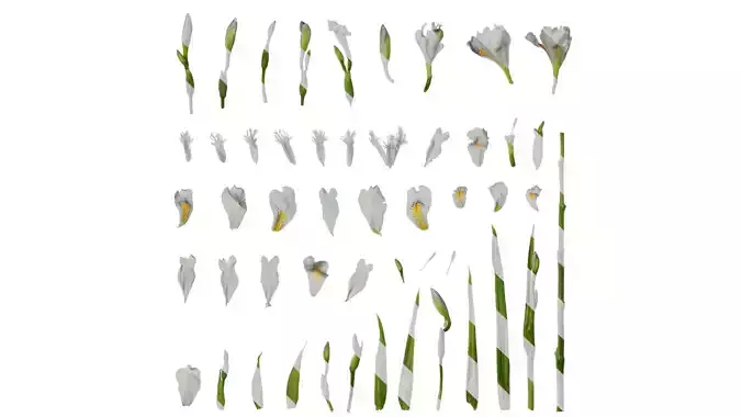 Anydrafts Iris confusa Atlas 01 Texture
