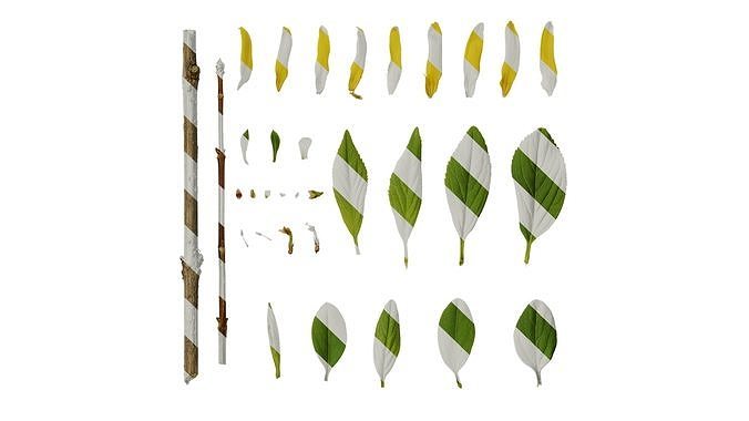 Anydrafts Forsythia viridissima Atlas 01 Texture