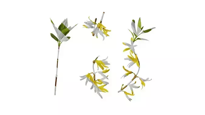 Anydrafts Forsythia viridissima Atlas 02 Texture