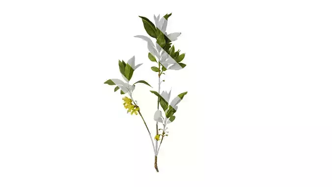 Anydrafts Forsythia viridissima Atlas 04