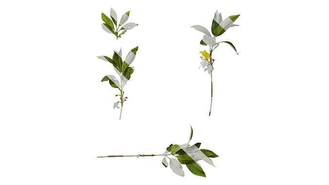 Anydrafts Forsythia viridissima Atlas 05 Texture