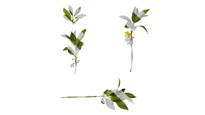 Anydrafts Forsythia viridissima Atlas 05