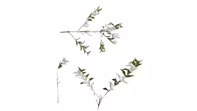 Anydrafts Forsythia viridissima Atlas 06