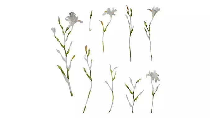 Anydrafts Iris confusa Atlas 04 Texture