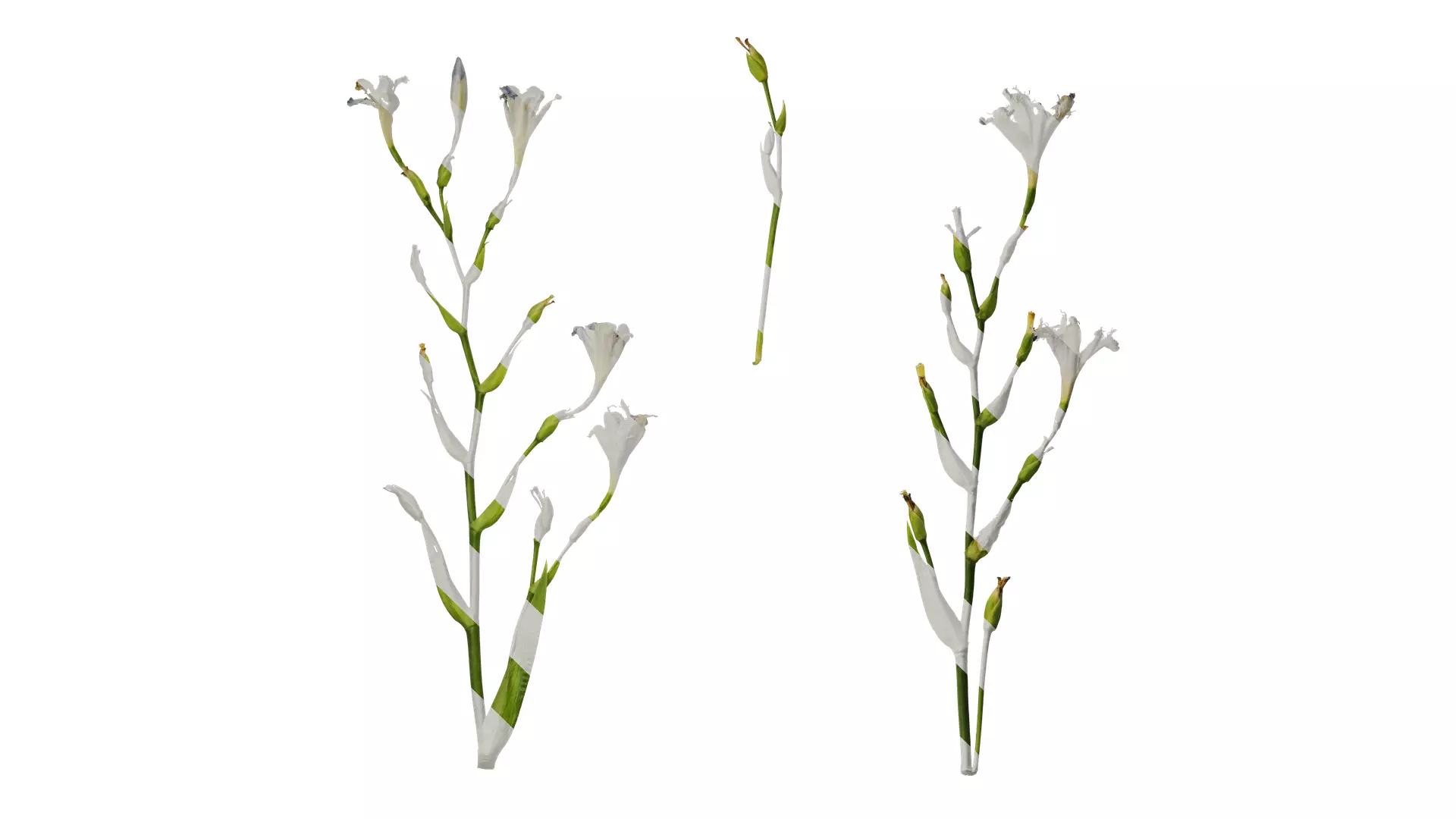 Anydrafts Iris confusa Atlas 05 Texture_0