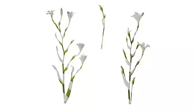 Anydrafts Iris confusa Atlas 05 Texture