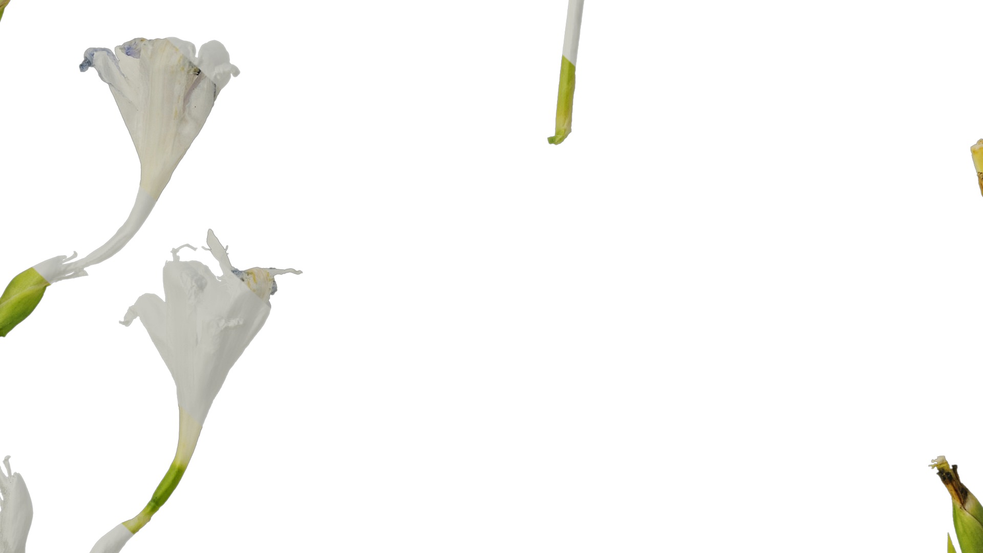 Anydrafts Iris confusa Atlas 05 Texture_7