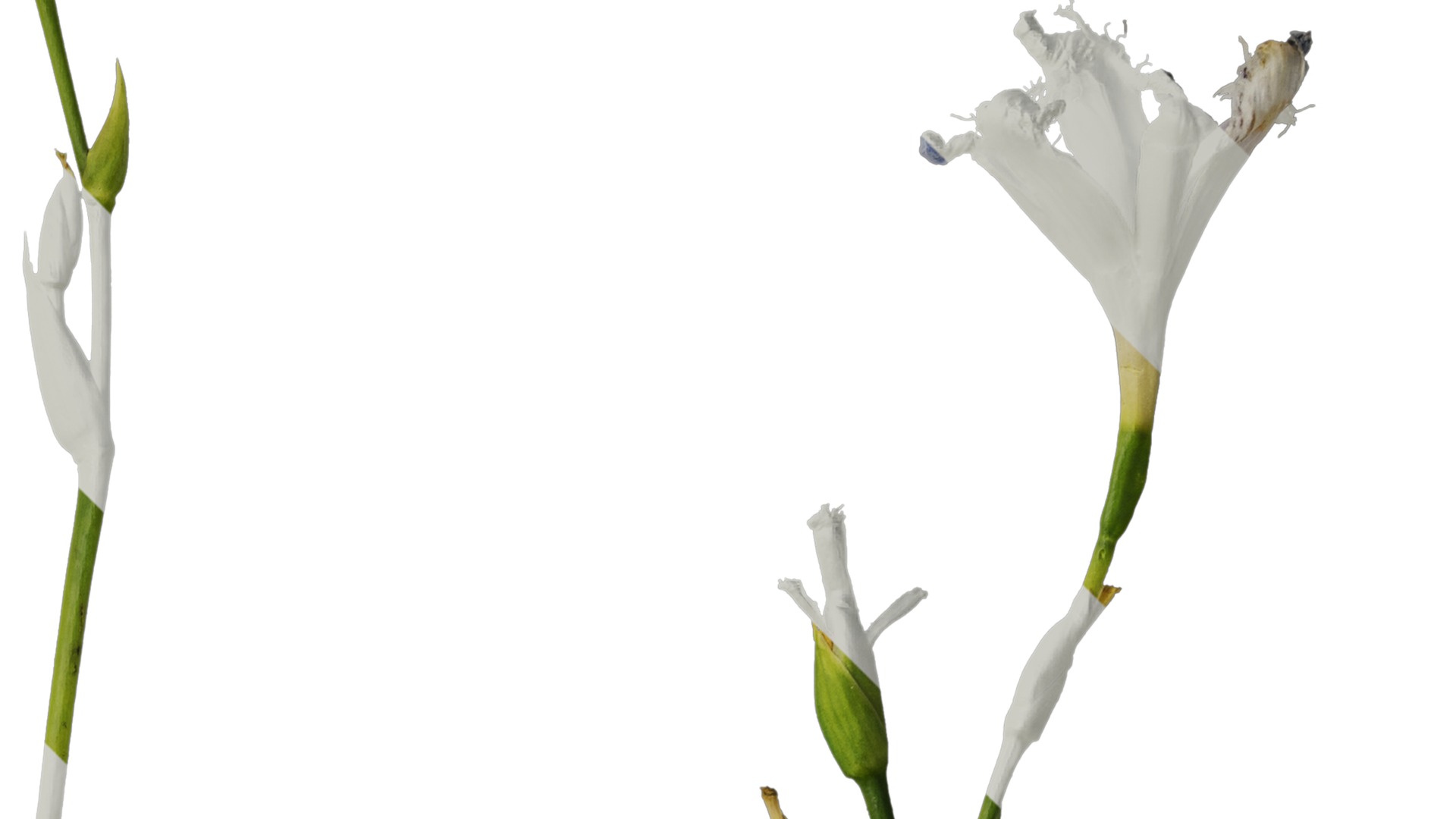 Anydrafts Iris confusa Atlas 05 Texture_2