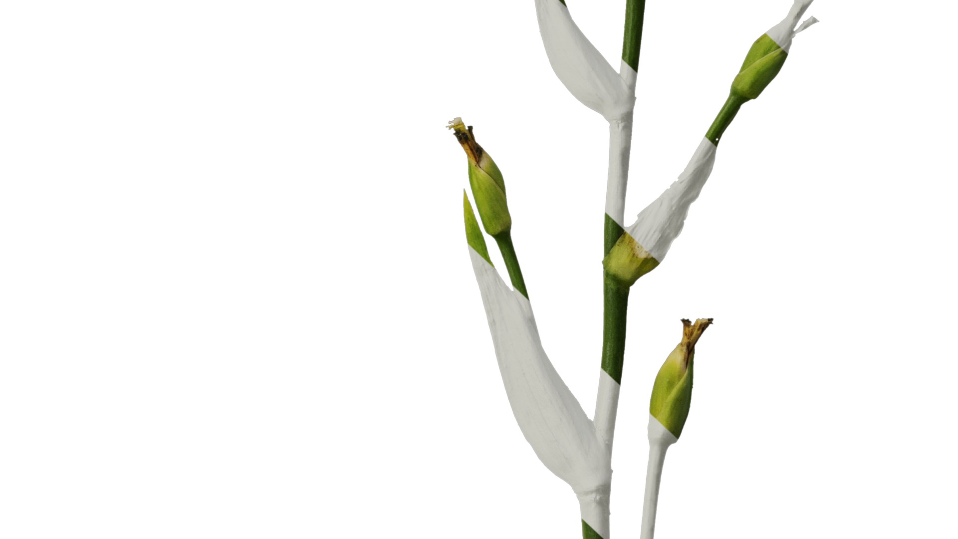 Anydrafts Iris confusa Atlas 05 Texture_6