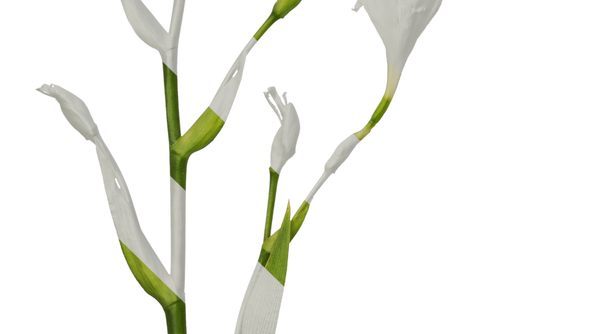 Anydrafts Iris confusa Atlas 05 Texture_5