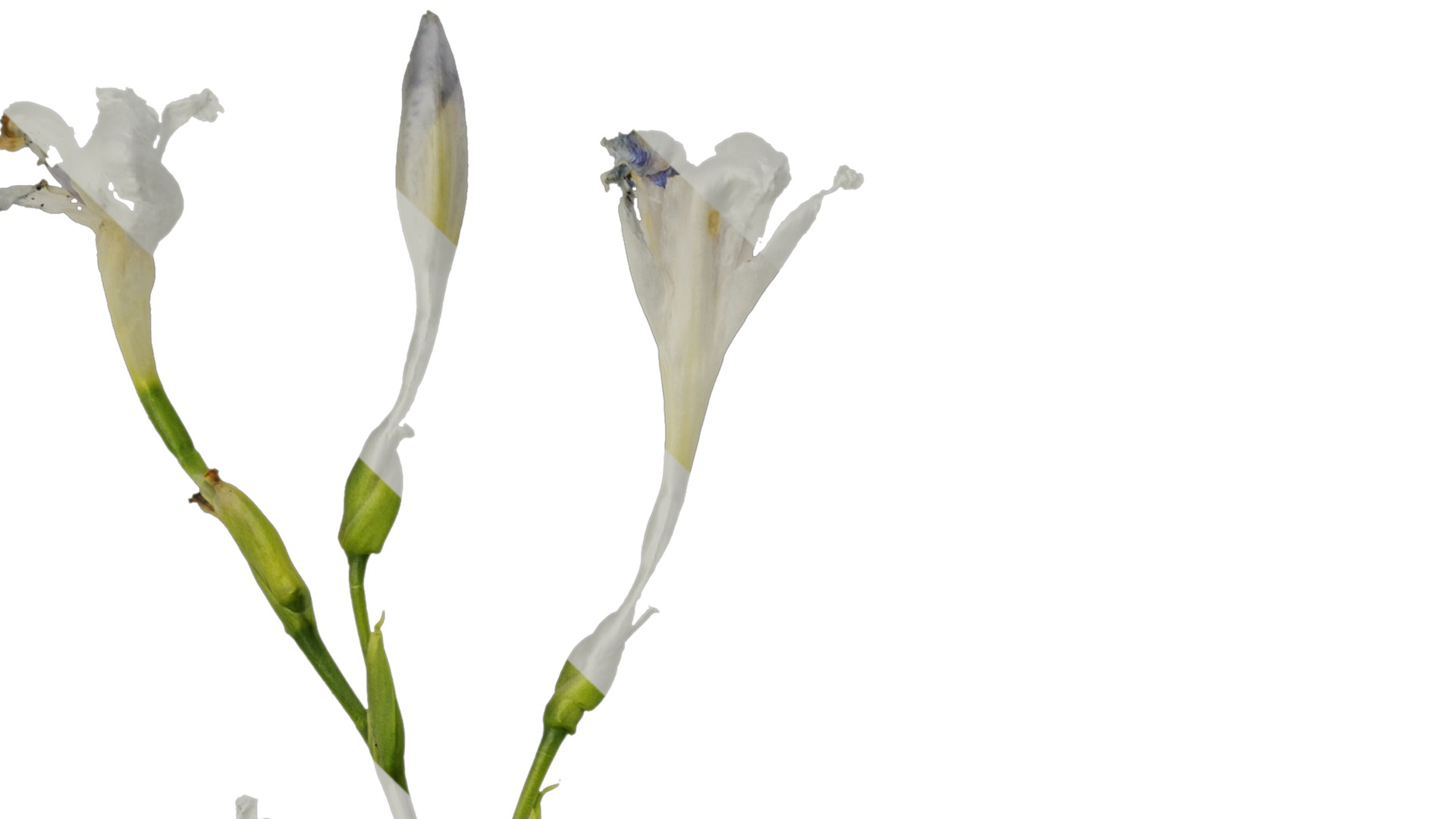 Anydrafts Iris confusa Atlas 05 Texture_1