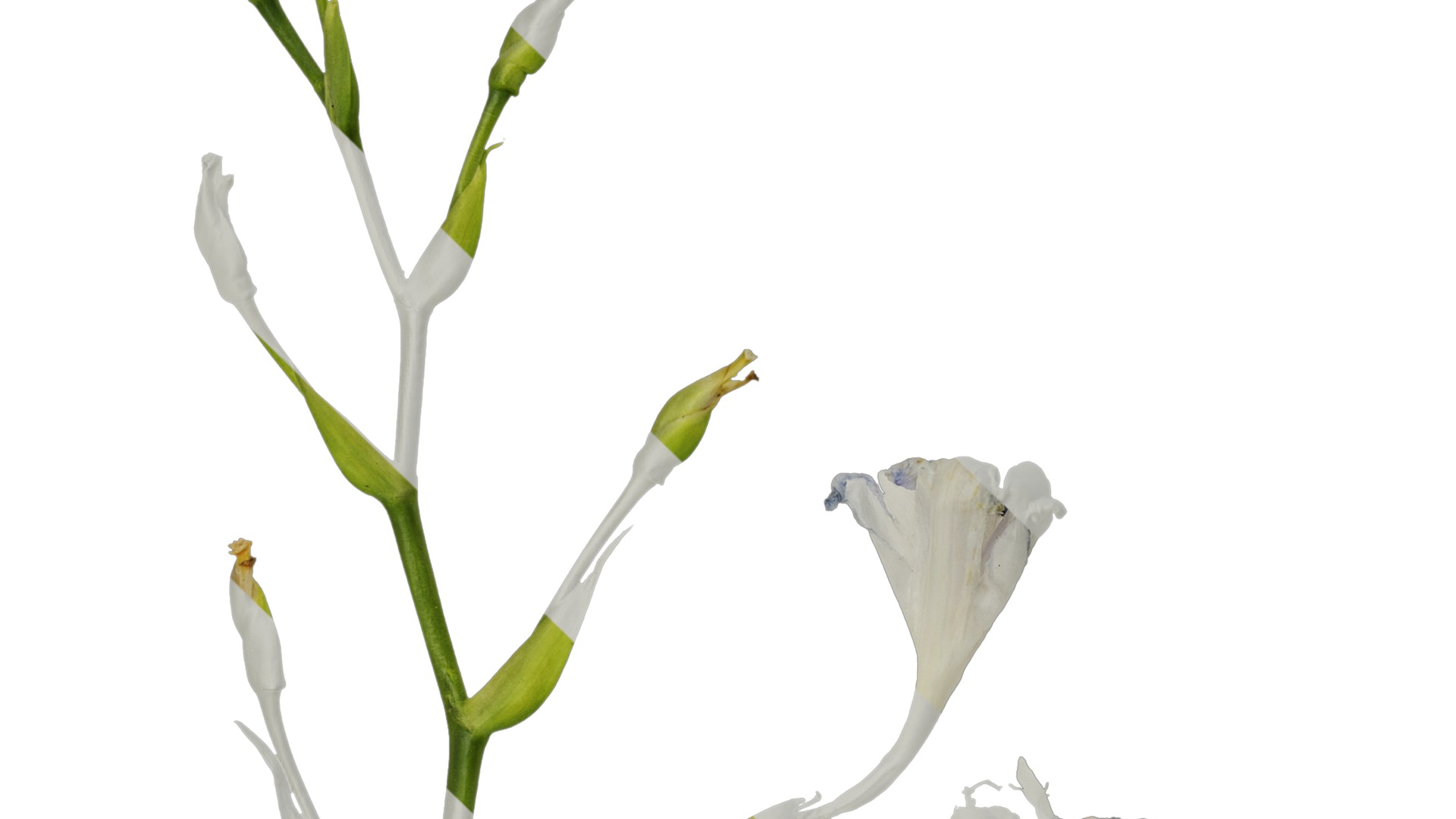 Anydrafts Iris confusa Atlas 05 Texture_3