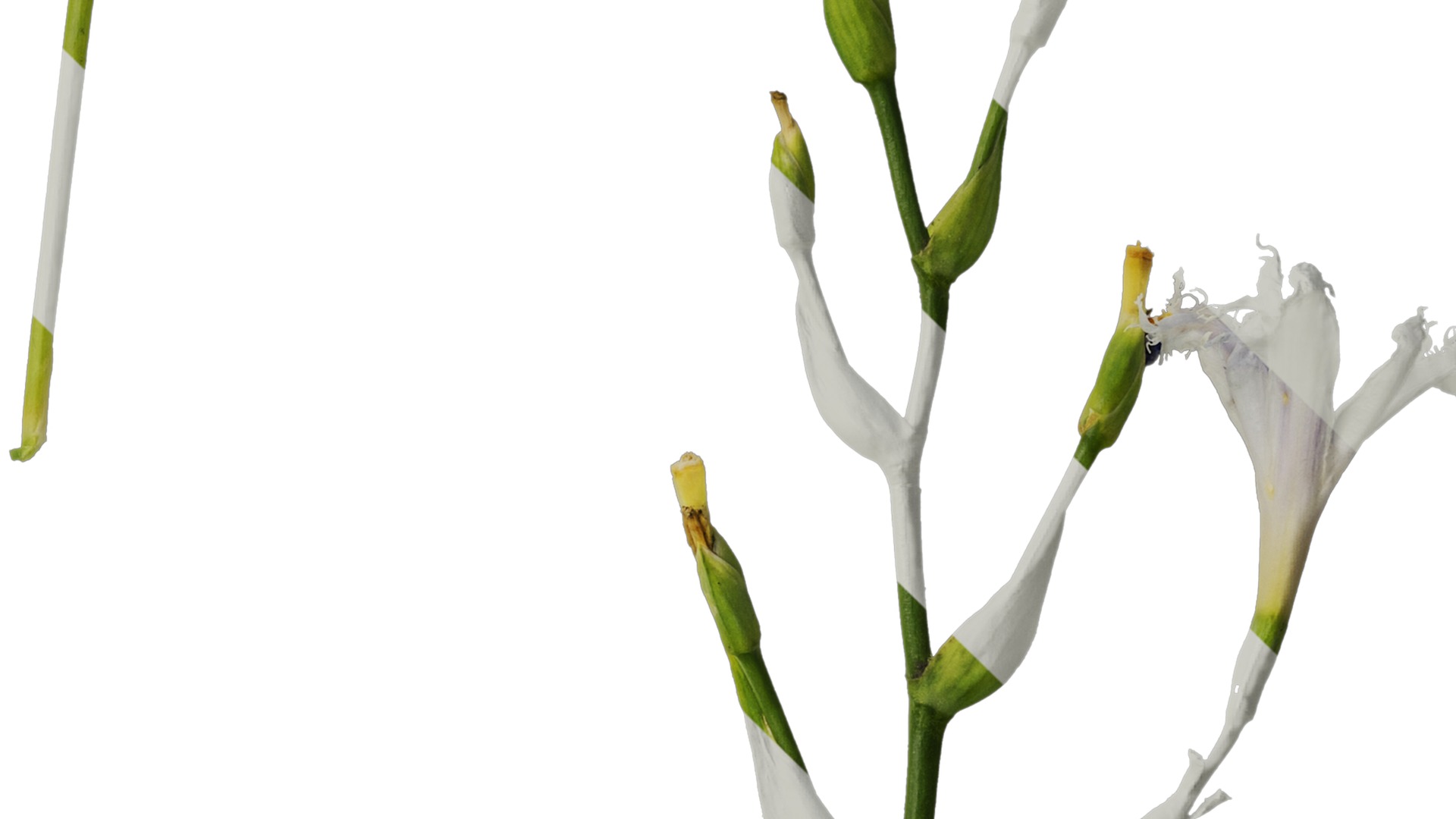 Anydrafts Iris confusa Atlas 05 Texture_4