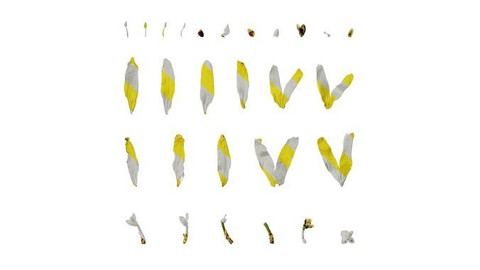 Anydrafts Forsythia viridissima Flower 03 Texture