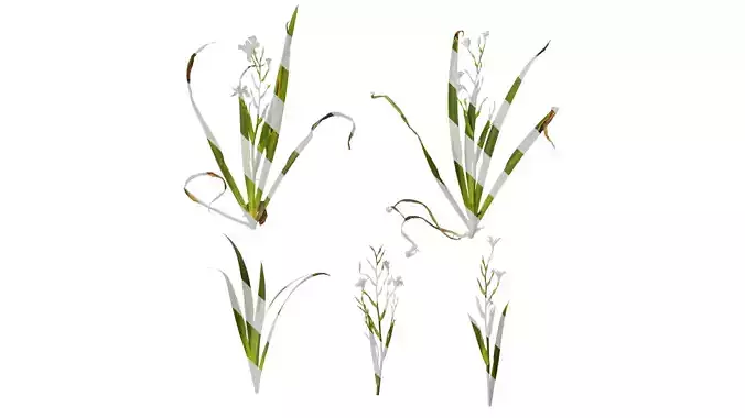 Anydrafts Iris confusa Atlas 06 Texture