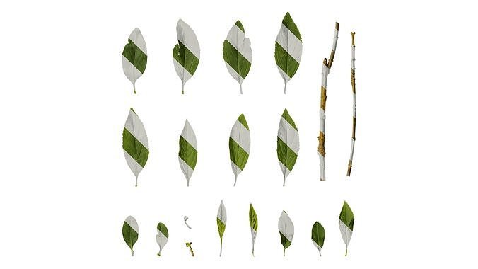 Anydrafts Forsythia viridissima Leaf 03 Texture