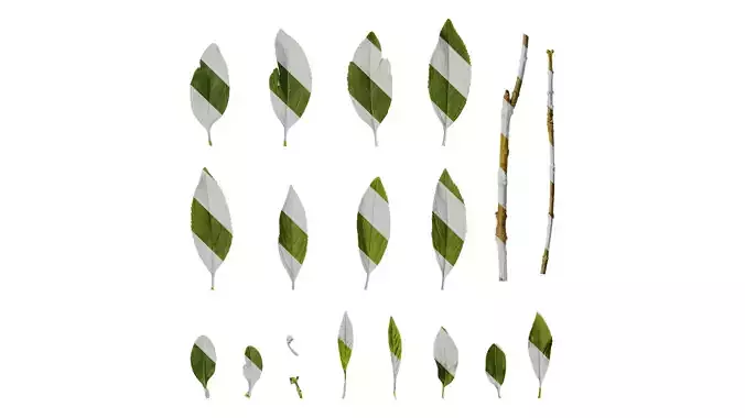Anydrafts Forsythia viridissima Leaf 03