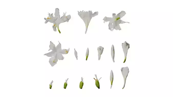 Anydrafts Iris confusa Flower 01 Texture