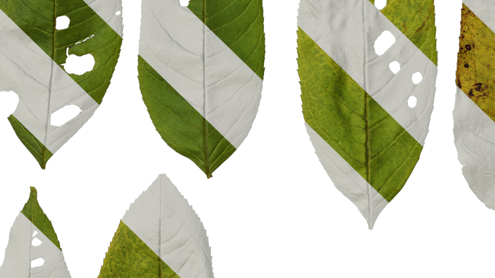 Anydrafts Fraxinus mandschurica Leaf 01 Texture_5