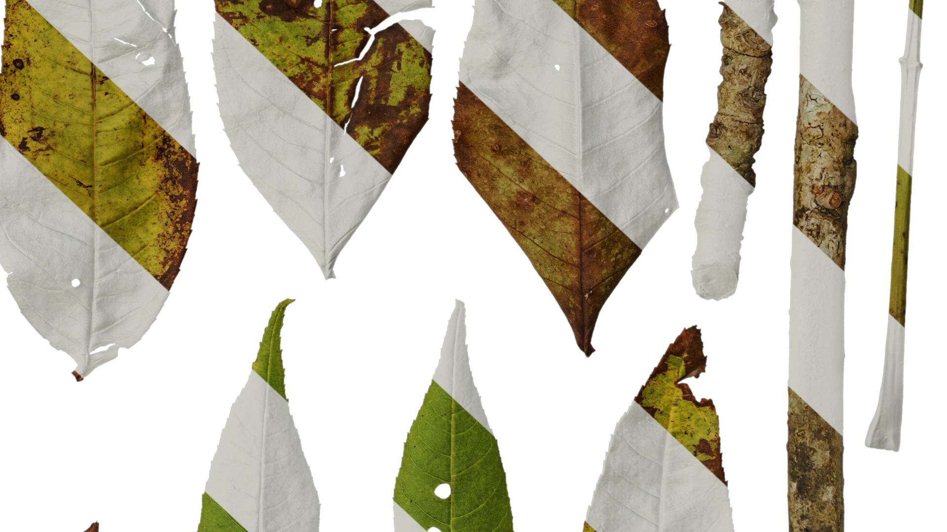 Anydrafts Fraxinus mandschurica Leaf 01 Texture_6