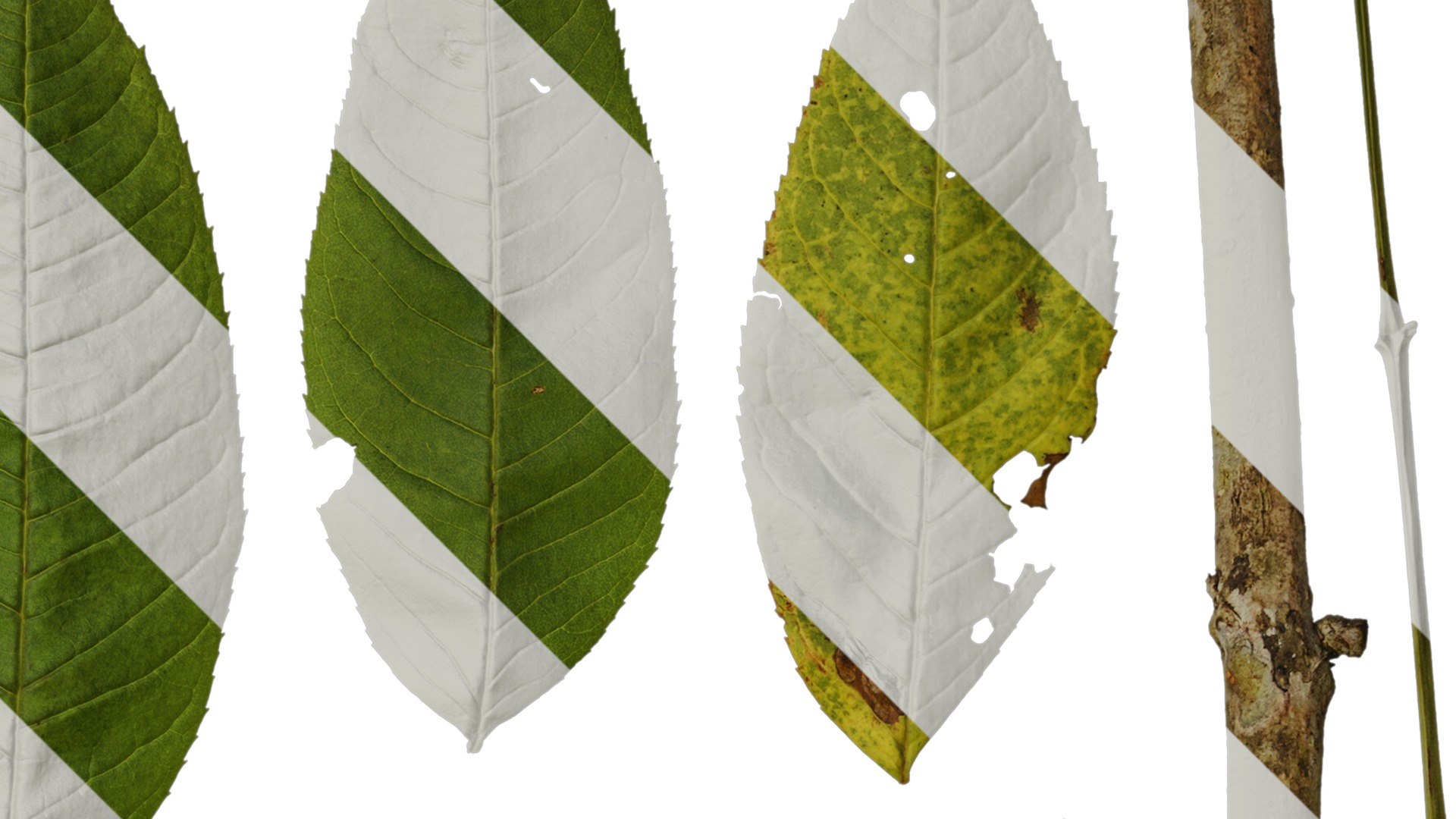 Anydrafts Fraxinus mandschurica Leaf 01 Texture_2