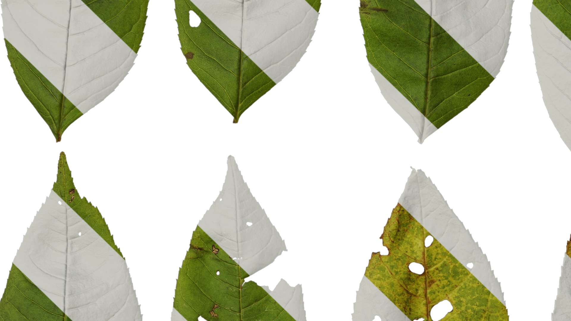 Anydrafts Fraxinus mandschurica Leaf 01 Texture_3