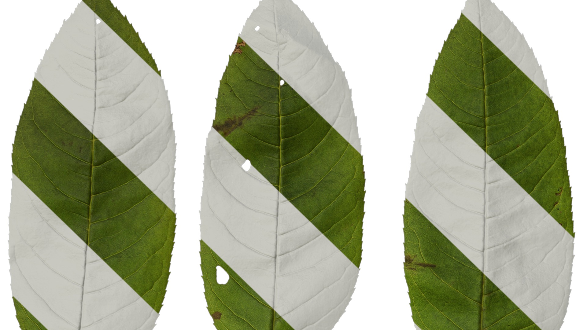 Anydrafts Fraxinus mandschurica Leaf 01 Texture_1