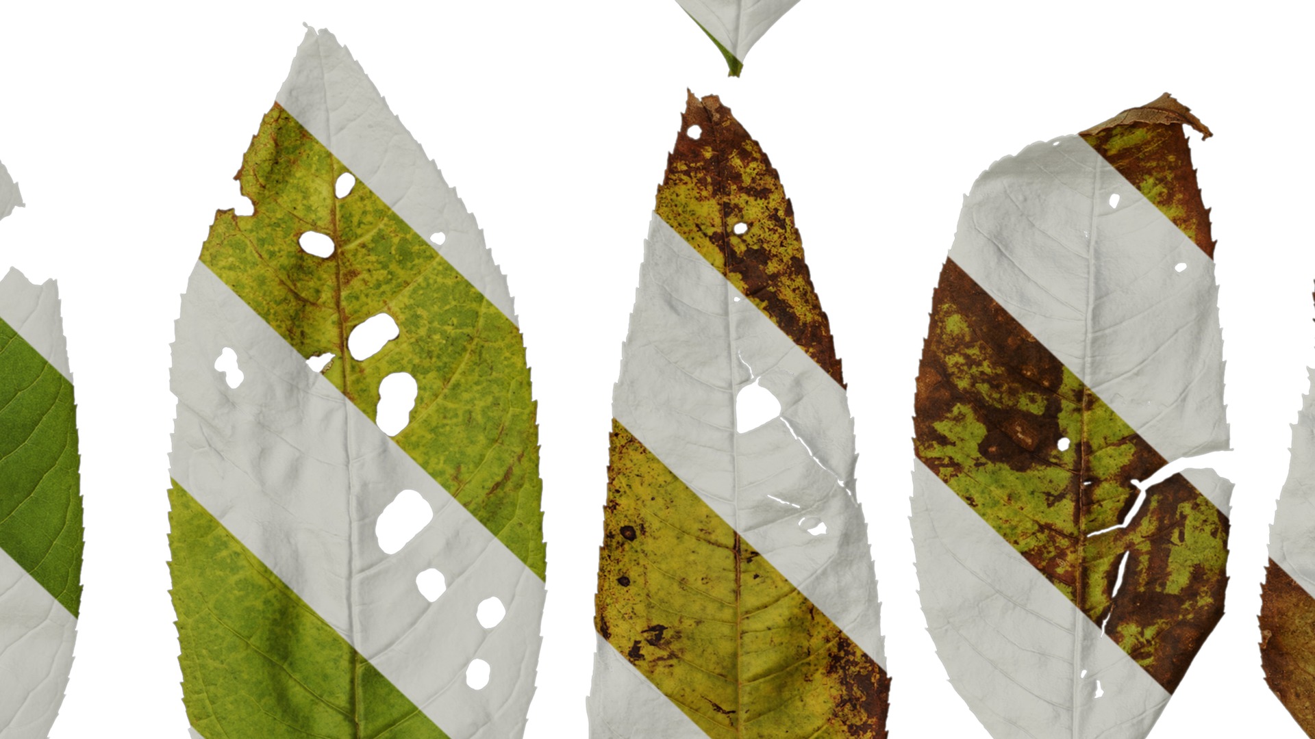 Anydrafts Fraxinus mandschurica Leaf 01 Texture_7