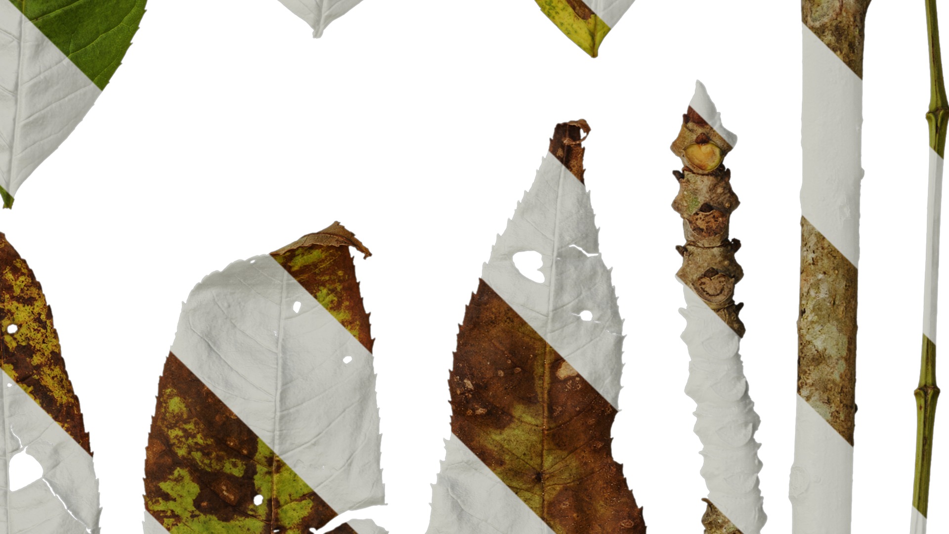 Anydrafts Fraxinus mandschurica Leaf 01 Texture_4