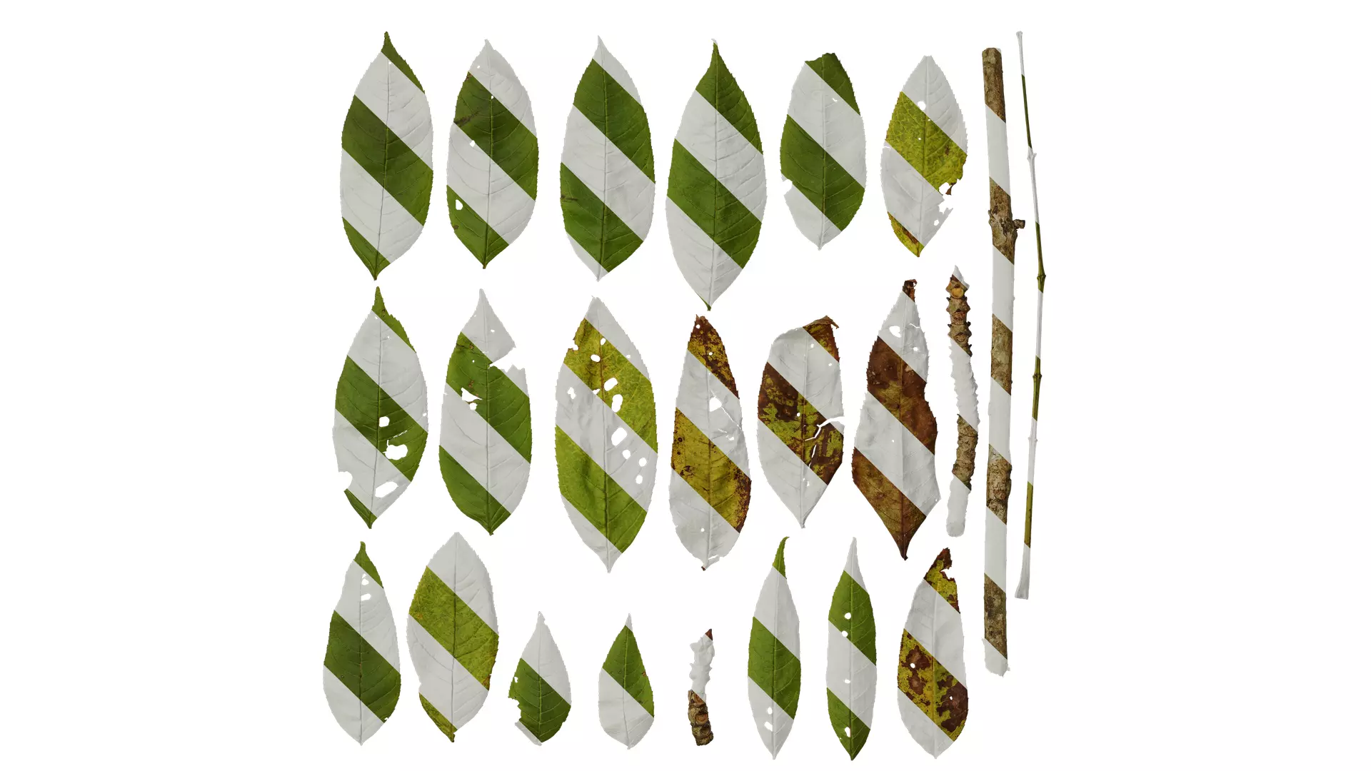 Anydrafts Fraxinus mandschurica Leaf 01 Texture_0