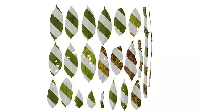 Anydrafts Fraxinus mandschurica Leaf 01 Texture