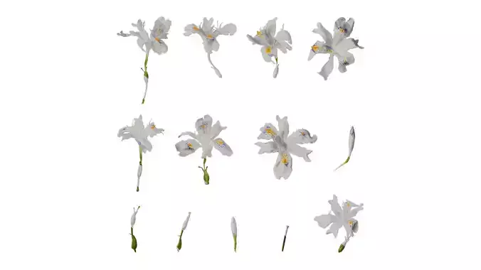 Anydrafts Iris confusa Flower 02 Texture