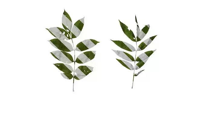 Anydrafts Fraxinus mandschurica Leaf 02