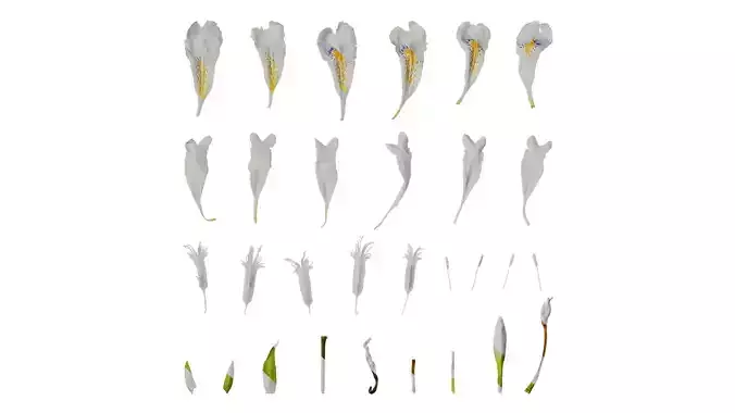 Anydrafts Iris confusa Flower 03 Texture